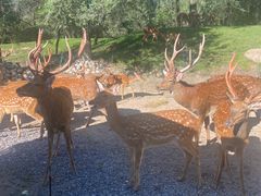 -北京野生动物园