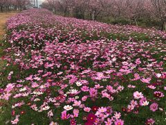-天适樱花悠乐园