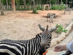 -清迈夜间动物园