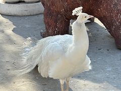 -J Create城市露营咖啡·简餐·宠物(上海动物园店)