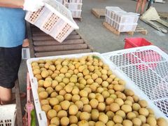 龍眼-东方鼎信农副产品交易中心