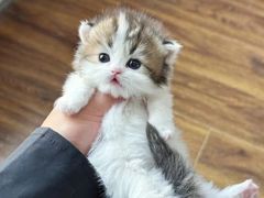 -十月米努特矮脚猫舍
