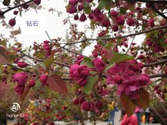 -海棠花溪(元大都城垣遗址公园)