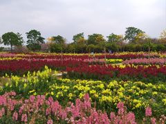 -天适樱花悠乐园