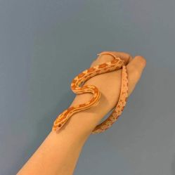 -Moni星球萌宠·小马宝莉·灵蛇·高端高阶全萌宠互动体验俱乐部(红豆国际广场店)