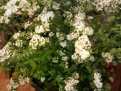 -双季花艺园艺市场(浦东店)