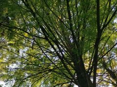 -成都市活水公园