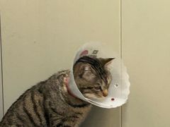 -伟伟宠物医院·瑞派猫友好医院·猫科(光谷店)