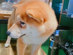 -more than meow吴止猫主题餐厅(承德 中船汇店)