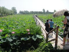 -白渔泡湿地公园