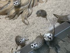 -昆明大悦城未来动物城(螺蛳湾中心店)