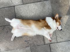 -柯斗斗主题餐厅·狗咖·围炉煮茶·茶饮(国瑞升平里店)