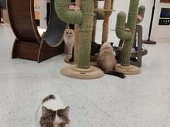 -喵园·猫主题咖啡厅·撸猫·猫咖(国贸店)