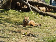 -大连森林动物园