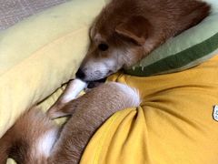 -逗柴咖啡屋·狗咖猫咖宠物桌游