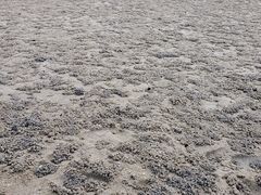 -红树林天天赶海
