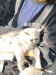 -风生造型