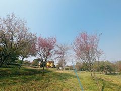 -天适樱花悠乐园