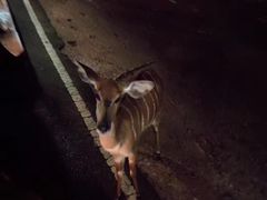 -清迈夜间动物园