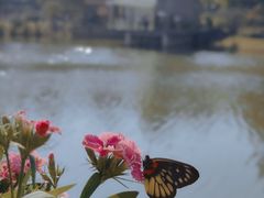 -香蜜公园