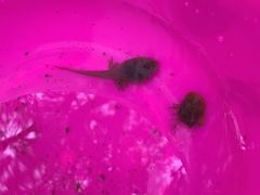 -碓臼峪自然风景区