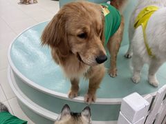 -怪兽屋·羊驼·猫咖·狗咖(俊华广场店)