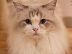 -有喵·猫咖·狗咖·40+猫狗有小奶狗(岗厦店)