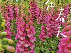 -成都动物园