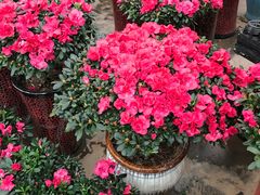 -秦美花卉(天朗·莱茵小城2期店)