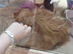 -藏猫猫咖啡主题馆(中央大道店)