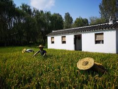 -溱湖国家湿地公园