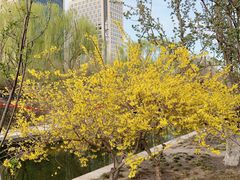 -元大都城垣遗址公园