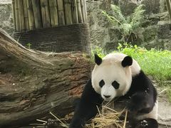 -都江堰中华大熊猫苑