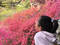-木兰云雾山