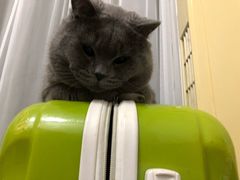 -达爱动物医院·犬猫分区·CT·复杂眼科(远洋山水分院)