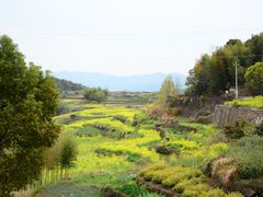 -桑洲油菜花景区