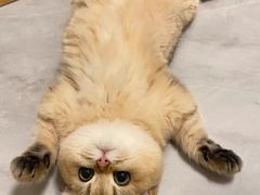 -猫十亿·布偶金渐层·曼基康矮脚猫舍(青年路店)