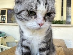 -猫小院猫主题餐厅(南锣旗舰店)