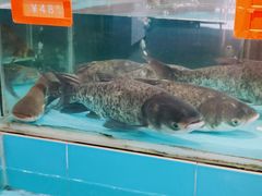 -饭怕鱼(阳光100店)