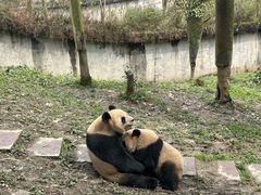 -中国大熊猫保护研究中心雅安碧峰峡基地