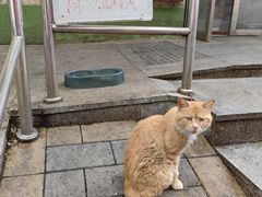 -大益烤鸡