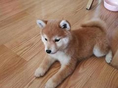 -纳吉亚猫专科动物诊疗中心(蒋宅口分院)