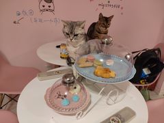 -三花喵·撸猫购宠·宠物生活馆(虹桥南丰城店)
