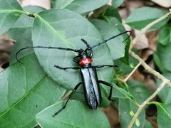 -上海佘山国家森林公园天马山园