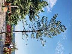 -狮脑山森林公园