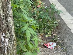 -武陵山森林公园