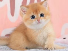 -爱诺耐芙动物医院(万博店)