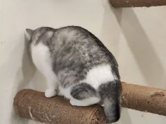 -共舞时光猫咖·狗咖(新街口店)