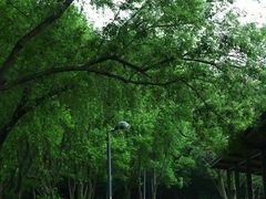 -西湖风景区-江洋畈生态公园