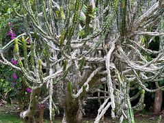 -中国科学院西双版纳热带植物园